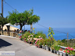 Mooie bloemen in Athani - Lefkas (Lefkada)