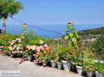 Mooie bloemen in Athani foto 2 - Lefkas (Lefkada)